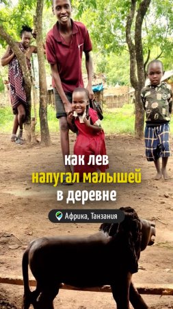 Как лев напугал малышей в деревне