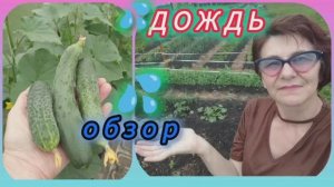 Зола для огорода!  ОБЗОР.