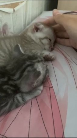 Мои котятки