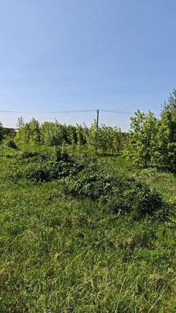 Разбивка участков в Раменском районе. Борщевик да бурьян с колючками мои любимые растения