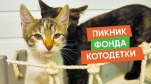 Пикник фонда «Котодетки» — 10 лет помощи хвостатым!