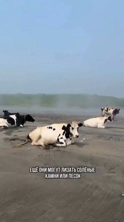 🐮 Песчаные побережья Сахалина и Кунашира превратились в курорты для коров