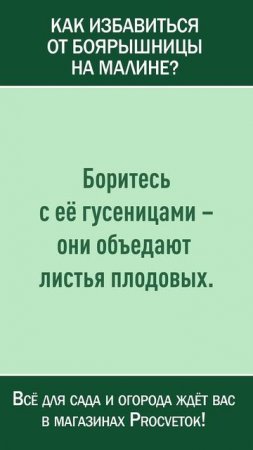 Как избавиться от боярышницы на малине и не только? Вред и польза бабочек в саду