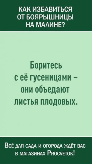 Как избавиться от боярышницы на малине и не только? Вред и польза бабочек в саду