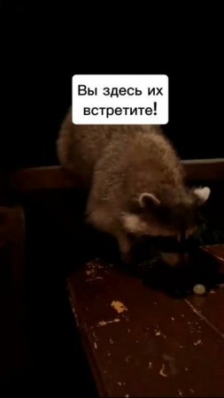 Новомихайловский Легаль.