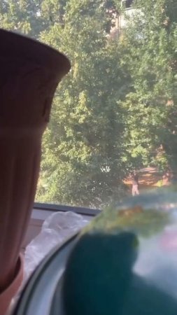 В Кривом Роге ТЦКшник расстрелял ухилянта