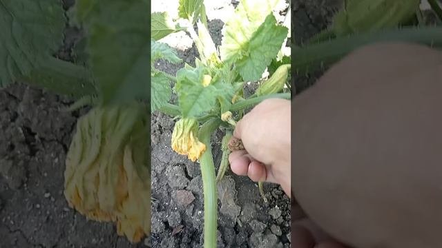 17 июня. Патиссоны.