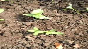 Пересадка цинний