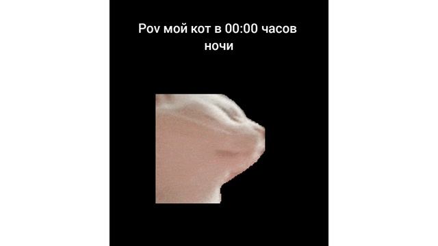 Pov 🤣 мой кот Читос в 00:00 часов ночи ю