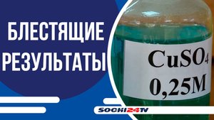Сочинские одиннадцатиклассники показали блестящие результаты на ЕГЭ