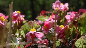 Специалисты приступили к высадке летних растений на севастопольских клумбах