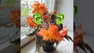 Цветок имени Семен