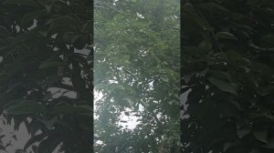 Поспевают яблоки,алыча