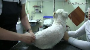 ЛЕКЦИЯ 12. Груминг джек рассел терьера.