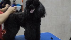 Груминг пуделя, стрижка пуделя, чистка ушей пуделю, стрижка когтей, груминг собак