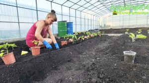 Тепличная жара побеждена!  Посадили всё от помидорчиков до огурчиков