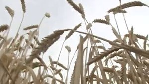 Брянсксельмаш. Фильм о жатве в Ростовской области с комбайном _Полесье_ в главной роли.