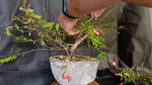 √4 гранат 111 (Бонсай)