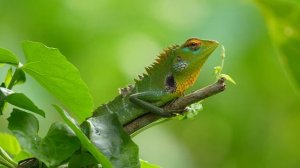 Красивый лес часть 31