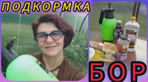 Подкормка помидор. Опадает завязь, значит БОР! 😉