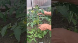 Как формировать и подвязывать томаты