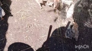 Сново одни/как живут в русской деревне