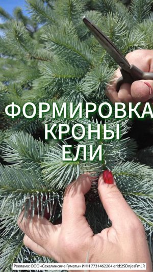 ФОРМИРОВКА/ПРИЩИПКА КРОНЫ ЕЛИ  #огород #садоводничество #дача
