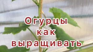 Огурцы как выращивать