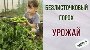 Безлисточковый горох. Урожай. Часть 3.