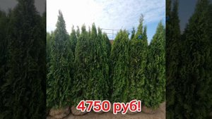 Новое пополнение АКЦИОННЫХ туй Смарагд