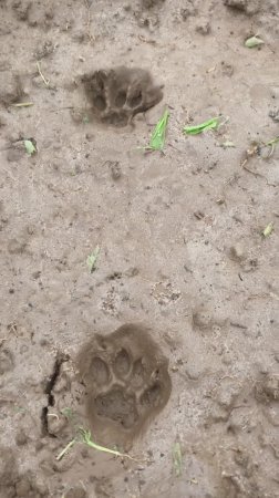 Чьи следы?