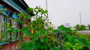 Готовлю обед..Ульяша просит Вашего совета...Огородные дела.Деревенская жизнь Многодетной семьи.