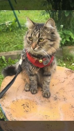 кошка прикол
