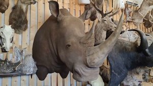 Носорог под заказ