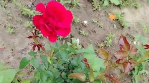 Плетистая Красная Роза первое цветение