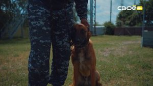 Дзержинского 102. День кинолога