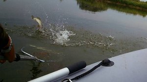 2025-06-16 Ключики Трудовая рыбалка