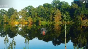 Как поймать щуку обыкновенную в игре My Fishing World