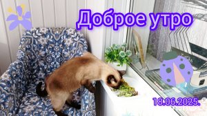 Доброе☀️утро🐱18-06-2025 #поговорим #жизнь инвалида