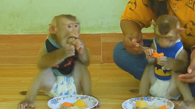 Обезьянки едят СУП С МЯСОМ из ВОЛШЕБНОЙ кастрюли Сначала было ДВЕ  Смешные