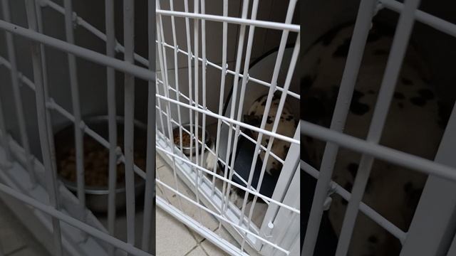 Тобику стало чуть получше но мы все равно нуждается в помощи