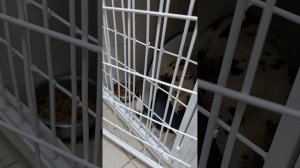 Тобику стало чуть получше но мы все равно нуждается в помощи