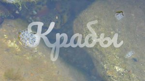 Крабы