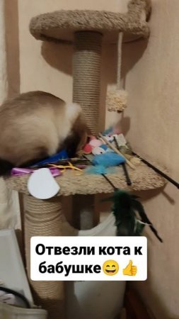 Отвезли кота к бабушке 😄