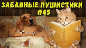 Я РЖАЛ ДО СЛЕЗ 😹 СМЕШНЫЕ КОШКИ И СОБАКИ  СМЕШНЫЕ ЖИВОТНЫЕ 2025 😹 ЛУЧШИЕ ПРИКОЛЫ #45