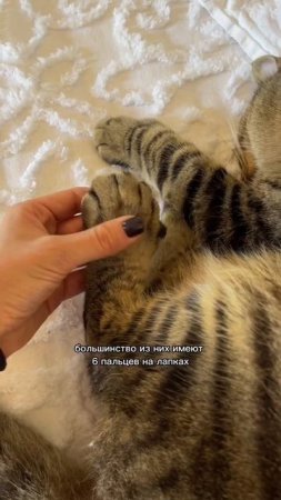 Шестипалые кошки  #эрнестхемингуэй #кошки #полидактилия #keywest