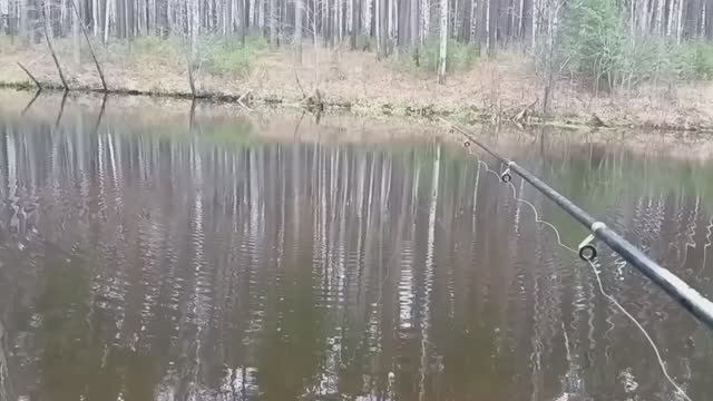 Рефтинское . Окуни и щуки .