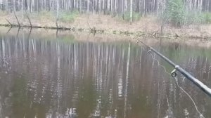 Рефтинское . Окуни и щуки .