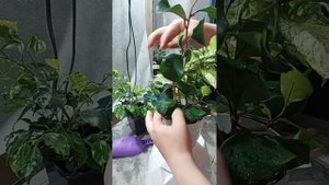 Фикус Триангулярис Грин дрим кокетка и Коконат крем