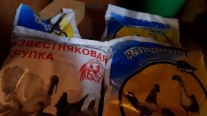 Николаевские голуби малыш